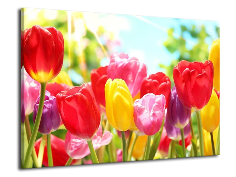 Canvas schilderij Tulpen | Rood, Geel, Paars | 70x50cm 1Luik