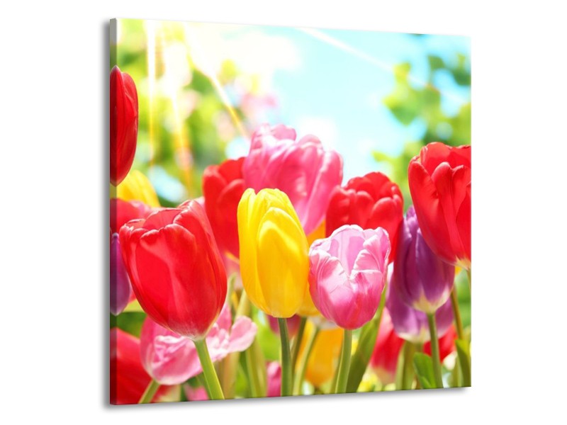 Canvas schilderij Tulpen | Rood, Geel, Paars | 70x70cm 1Luik