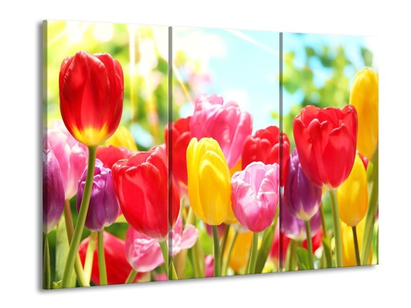 Glas schilderij Tulpen | Rood, Geel, Paars | 90x60cm 3Luik