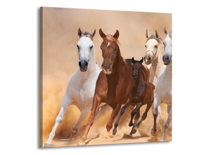 Glas schilderij Paard | Bruin, Wit, Crème | 50x50cm 1Luik