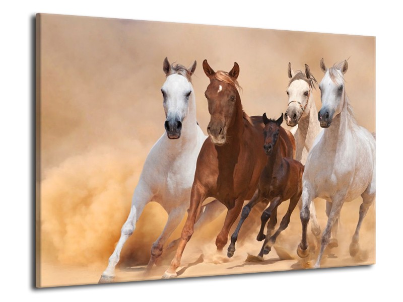 Canvas schilderij Paard | Bruin, Wit, Crème | 70x50cm 1Luik