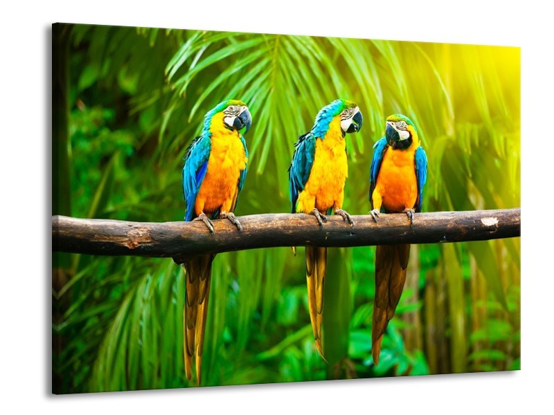 Canvas schilderij Vogels | Groen, Oranje, Blauw | 100x70cm 1Luik