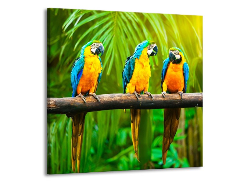 Canvas schilderij Vogels | Groen, Oranje, Blauw | 50x50cm 1Luik