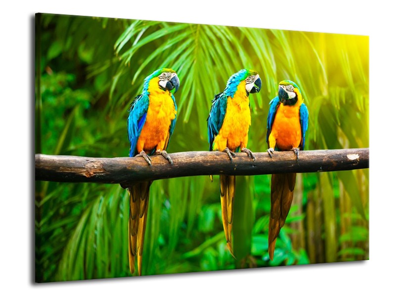 Canvas schilderij Vogels | Groen, Oranje, Blauw | 70x50cm 1Luik
