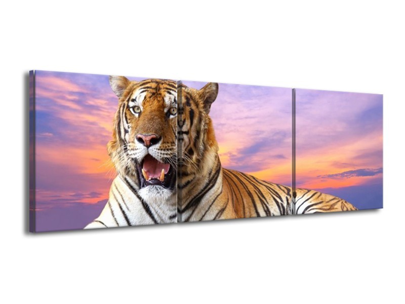 Canvas schilderij Tijger | Bruin, Wit, Blauw | 150x50cm 3Luik