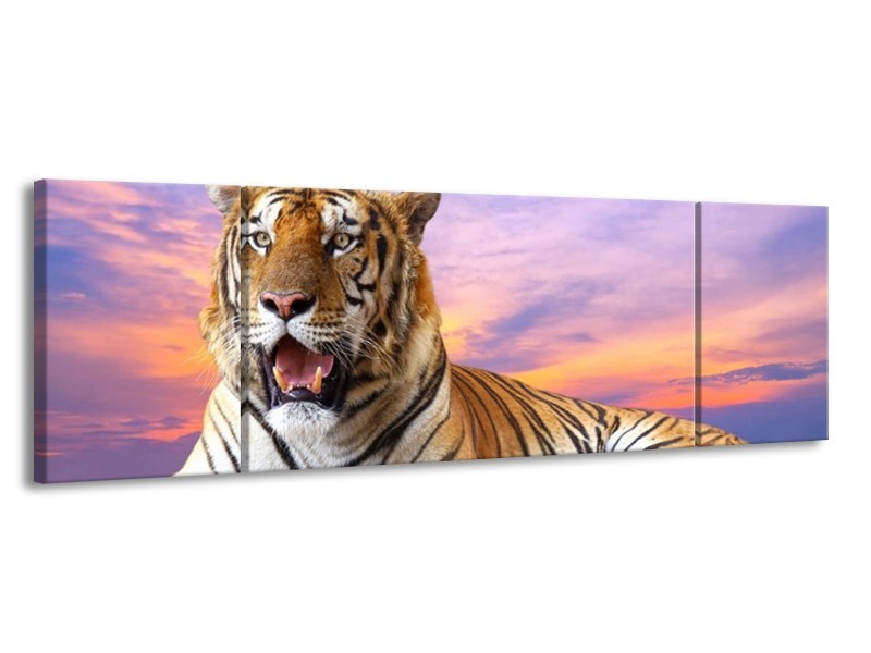 Canvas schilderij Tijger | Bruin, Wit, Blauw | 170x50cm 3Luik