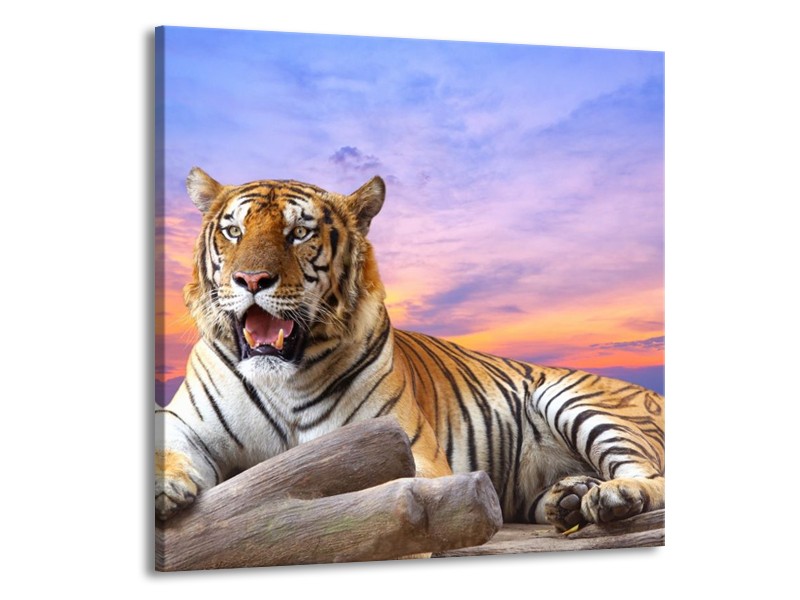 Canvas schilderij Tijger | Bruin, Wit, Blauw | 50x50cm 1Luik