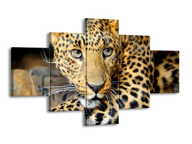 Canvas schilderij Luipaard | Bruin, Zwart | 125x70cm 5Luik