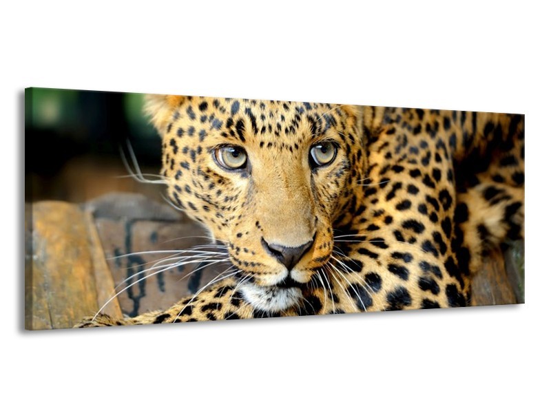 Canvas schilderij Luipaard | Bruin, Zwart | 145x58cm 1Luik