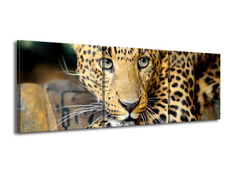 Canvas schilderij Luipaard | Bruin, Zwart | 150x50cm 3Luik