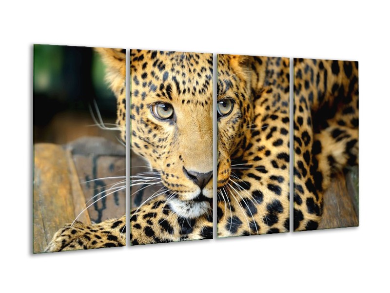 Glas schilderij Luipaard | Bruin, Zwart | 160x80cm 4Luik