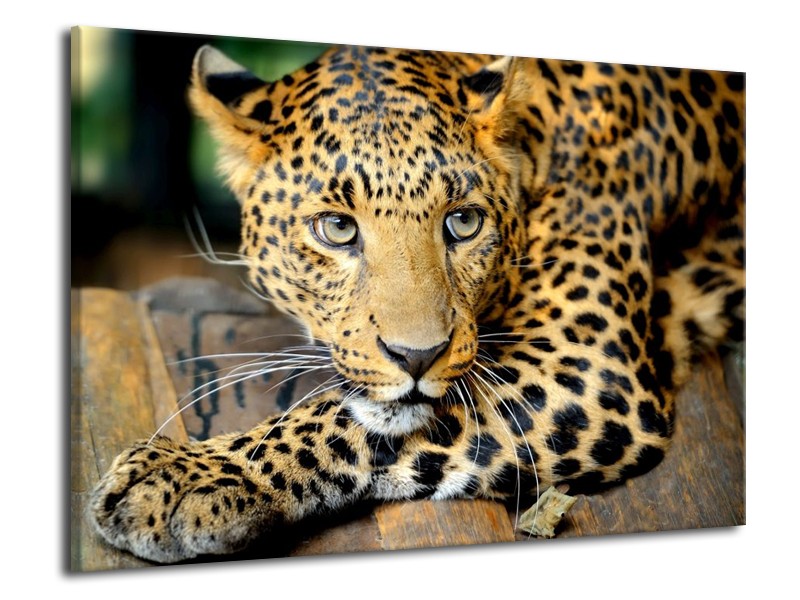 Canvas schilderij Luipaard | Bruin, Zwart | 70x50cm 1Luik