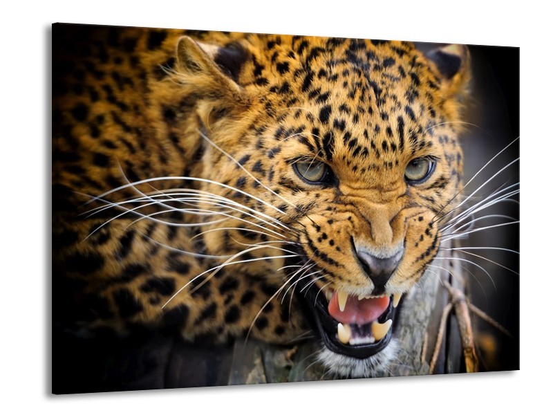 Glas schilderij Luipaard | Bruin, Zwart | 100x70cm 1Luik