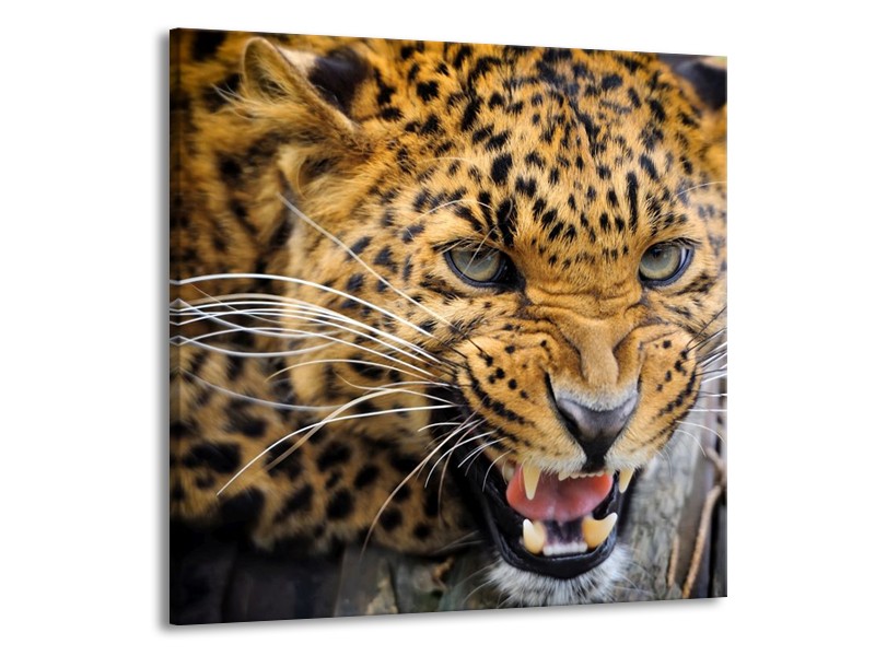 Glas schilderij Luipaard | Bruin, Zwart | 50x50cm 1Luik