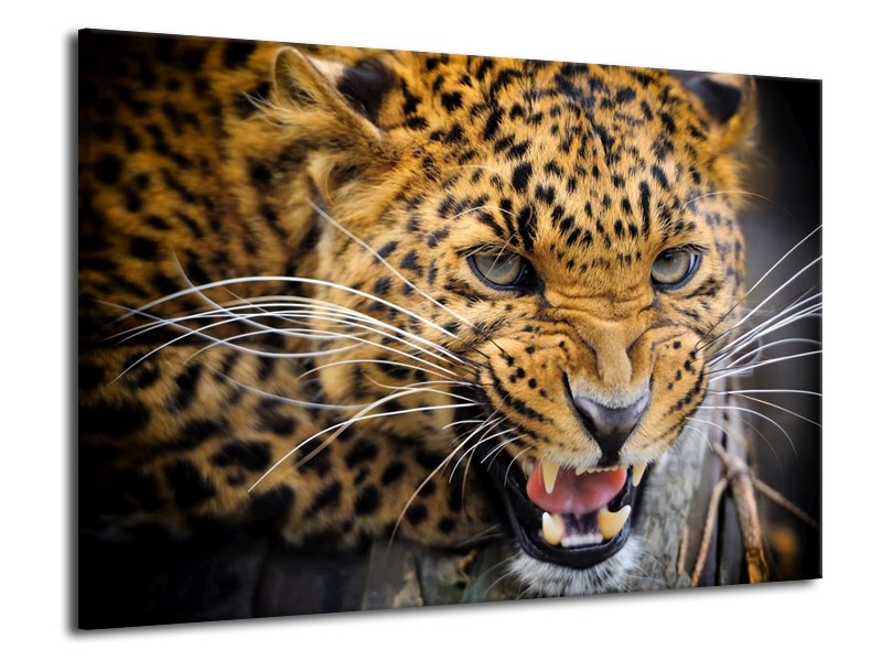 Canvas schilderij Luipaard | Bruin, Zwart | 70x50cm 1Luik