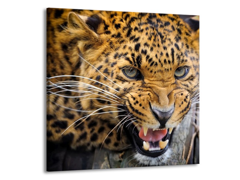 Canvas schilderij Luipaard | Bruin, Zwart | 70x70cm 1Luik