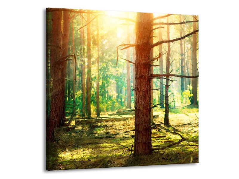 Glas schilderij Natuur | Groen, Geel, Bruin | 50x50cm 1Luik