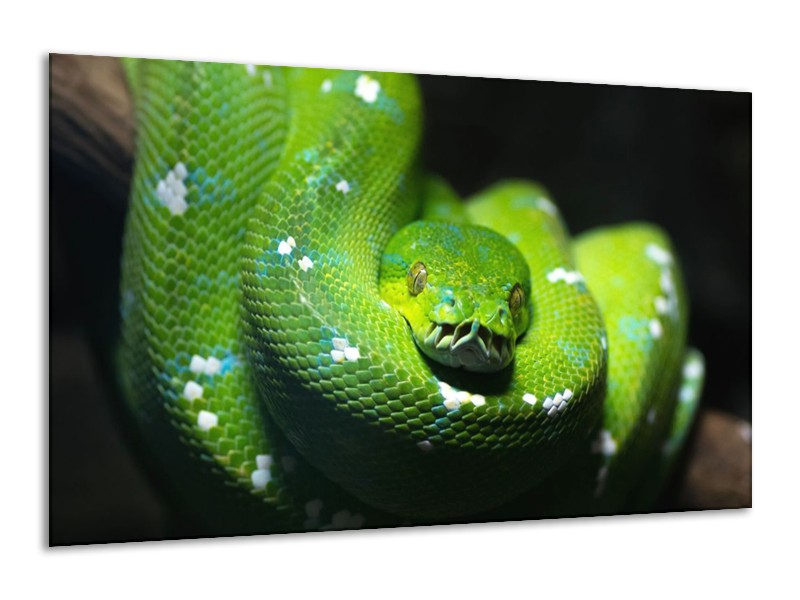 Glas schilderij Natuur | Groen, Zwart | 120x70cm 1Luik