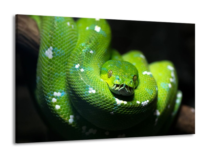 Glas schilderij Natuur | Groen, Zwart | 140x90cm 1Luik