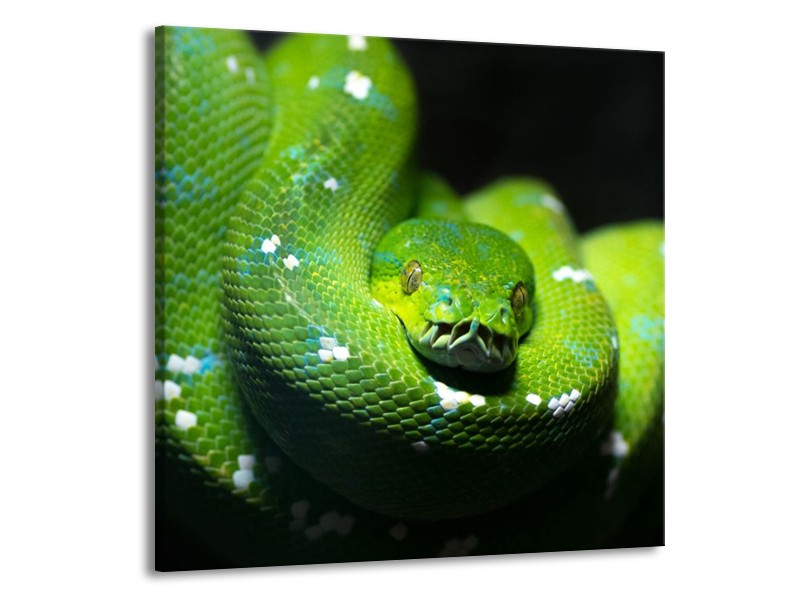Canvas schilderij Natuur | Groen, Zwart | 50x50cm 1Luik