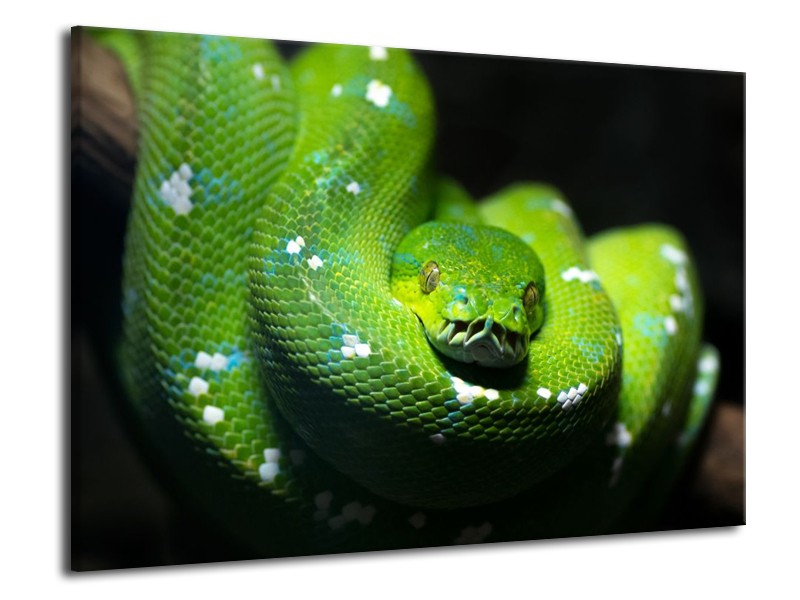 Canvas schilderij Natuur | Groen, Zwart | 70x50cm 1Luik