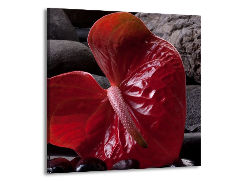 Glas schilderij Spa | Rood, Grijs, Zwart | 50x50cm 1Luik