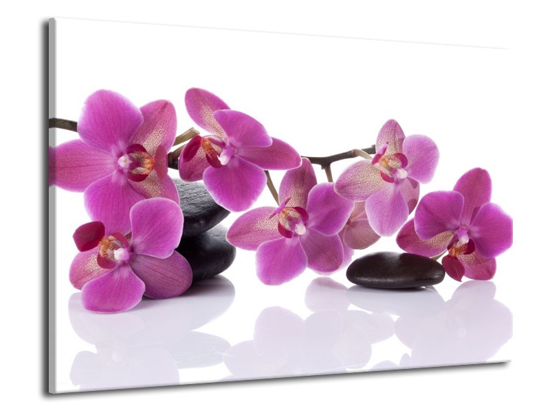 Canvas schilderij Orchidee | Paars, Wit | 70x50cm 1Luik
