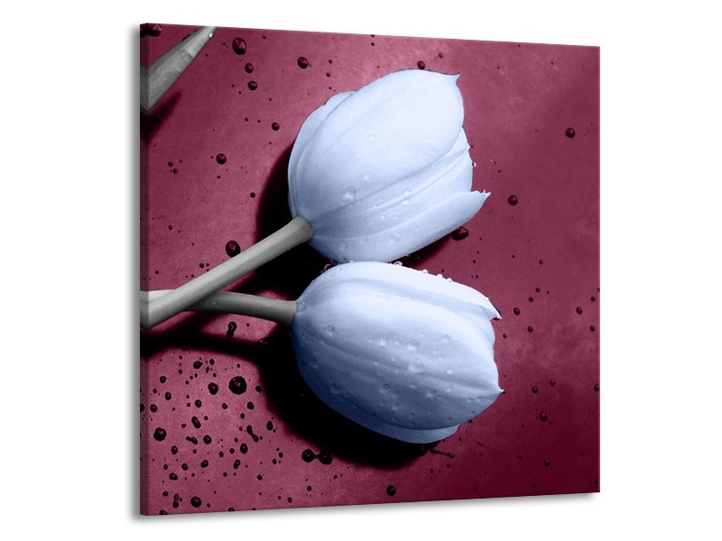 Canvas schilderij Tulpen | Paars, Blauw | 50x50cm 1Luik