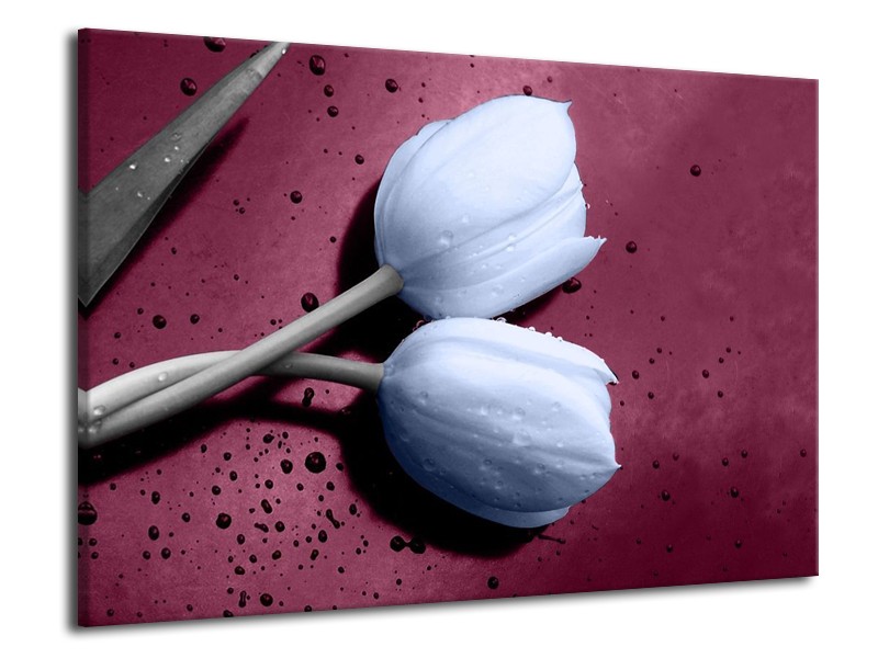 Canvas schilderij Tulpen | Paars, Blauw | 70x50cm 1Luik