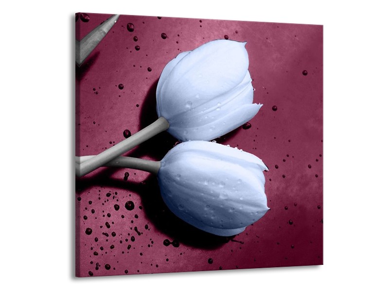 Canvas schilderij Tulpen | Paars, Blauw | 70x70cm 1Luik