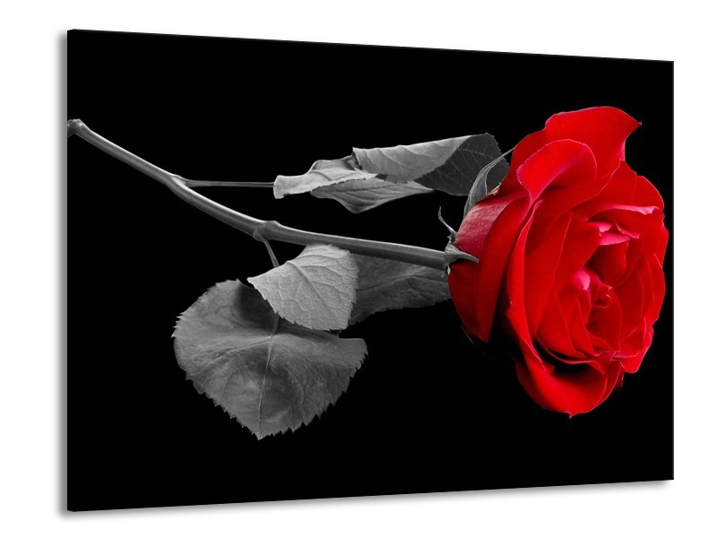 Canvas schilderij Roos | Rood, Zwart | 100x70cm 1Luik