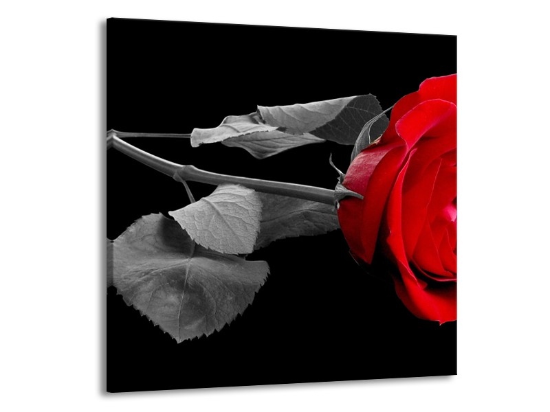 Canvas schilderij Roos | Rood, Zwart | 50x50cm 1Luik