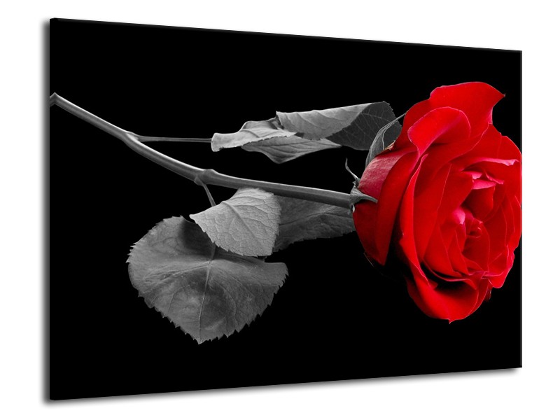 Canvas schilderij Roos | Rood, Zwart | 70x50cm 1Luik