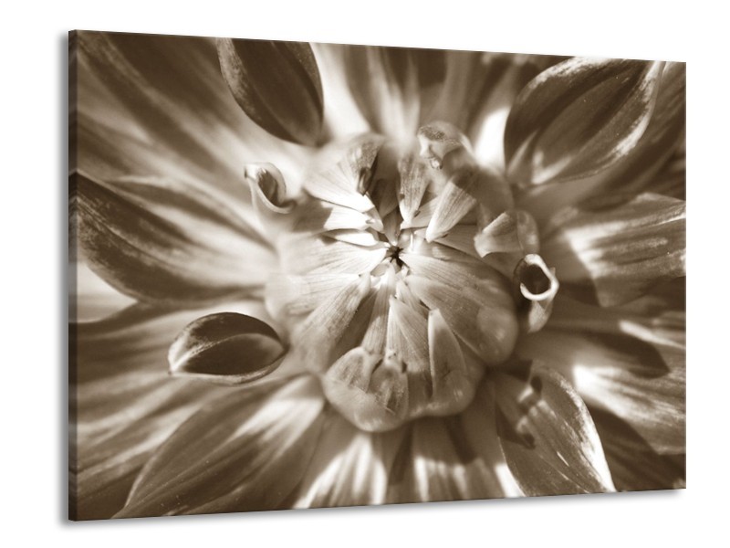 Glasschilderij Bloem | Sepia | 100x70cm 1Luik