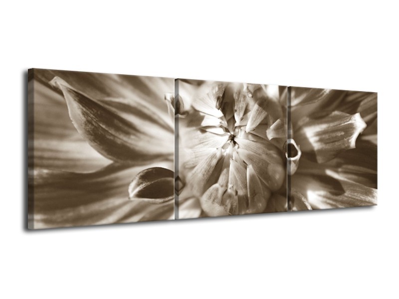 Canvas Schilderij Bloem | Sepia | 120x40cm 3Luik