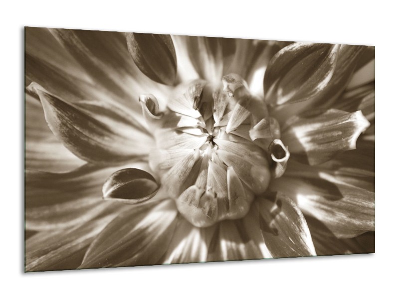 Glasschilderij Bloem | Sepia | 120x70cm 1Luik