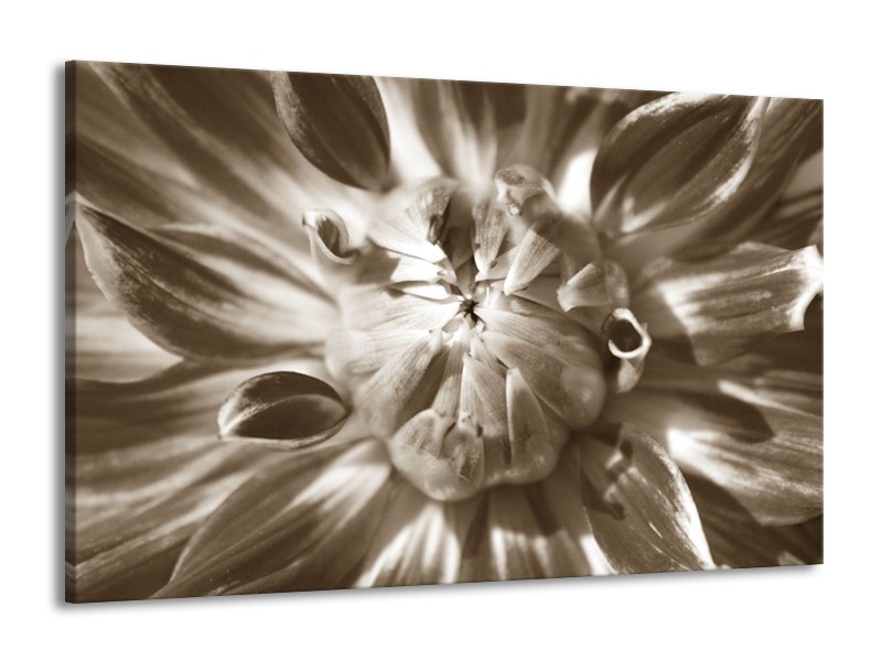 Glasschilderij Bloem | Sepia | 140x90cm 1Luik