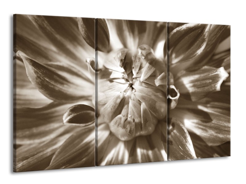 Canvas Schilderij Bloem | Sepia | 165x100cm 3Luik