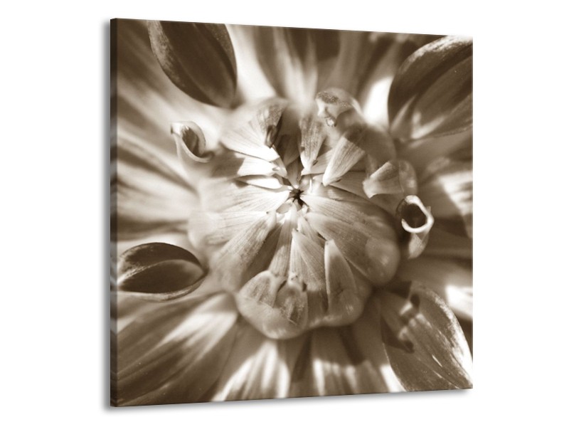 Glasschilderij Bloem | Sepia | 70x70cm 1Luik