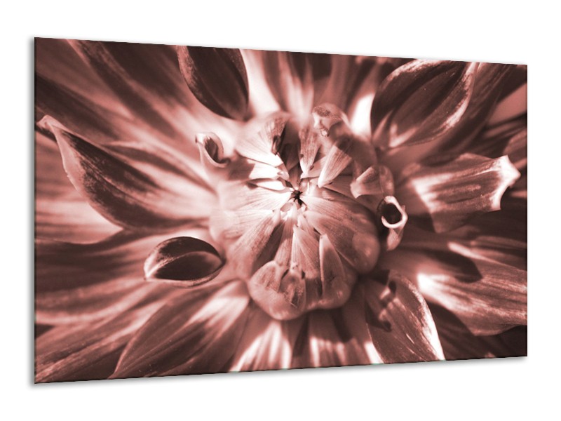 Glasschilderij Bloem | Bruin, Rood | 120x70cm 1Luik