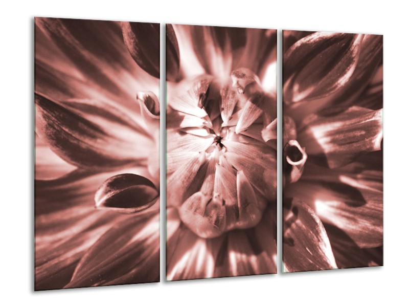 Glasschilderij Bloem | Bruin, Rood | 120x80cm 3Luik