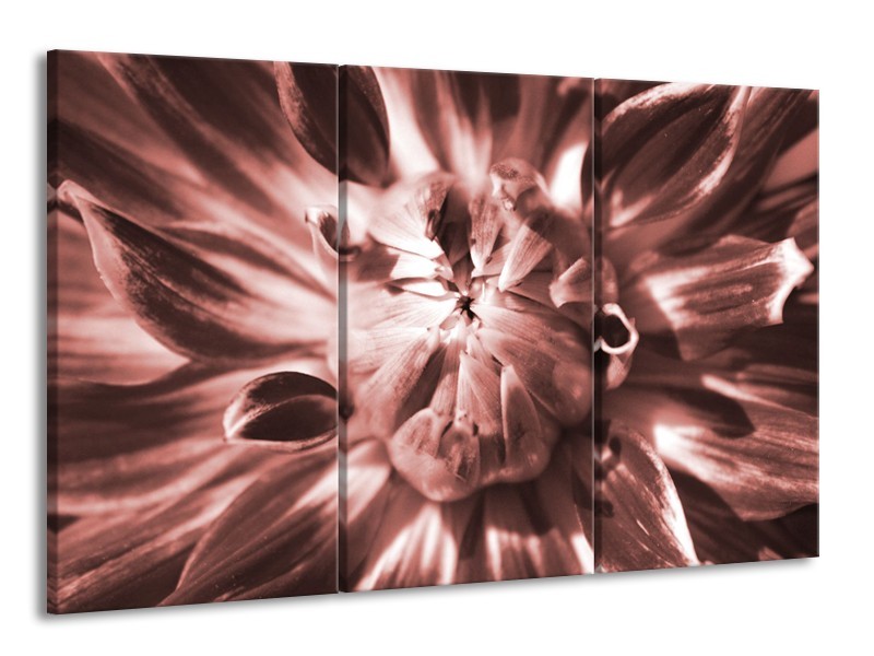 Canvas Schilderij Bloem | Bruin, Rood | 165x100cm 3Luik