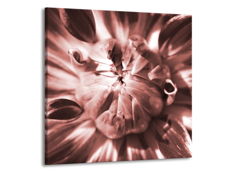 Glasschilderij Bloem | Bruin, Rood | 50x50cm 1Luik