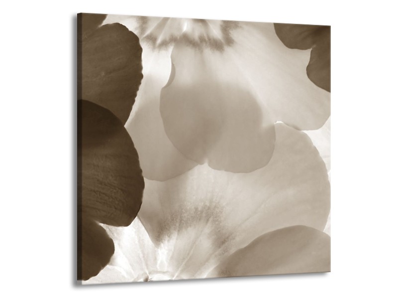 Glasschilderij Bloem | Sepia | 70x70cm 1Luik