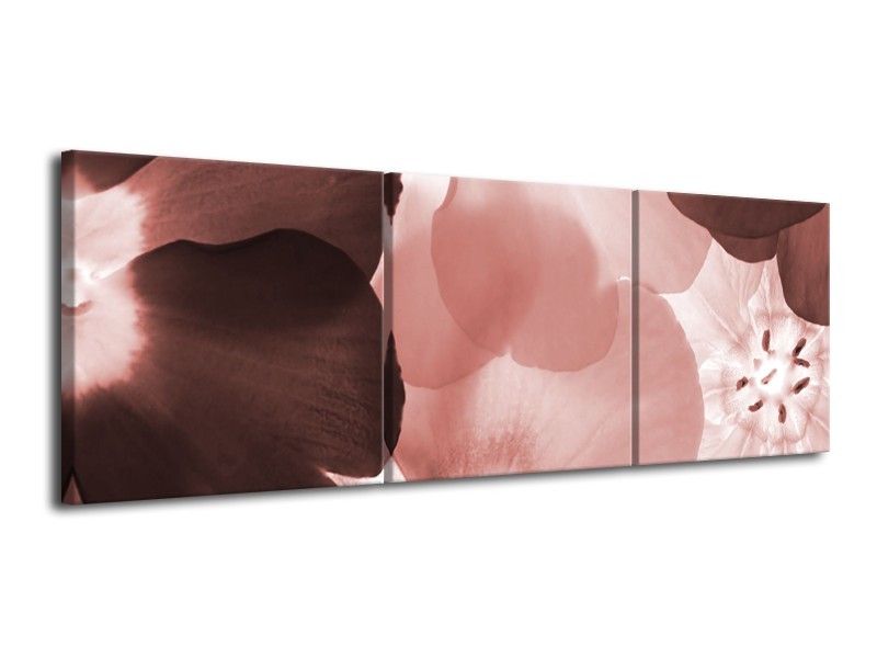 Glasschilderij Bloem | Bruin, Rood | 120x40cm 3Luik