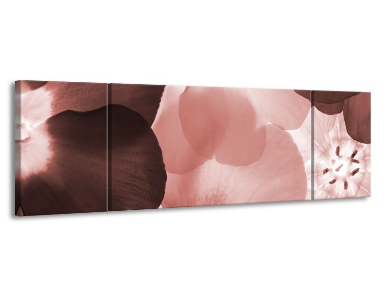 Glasschilderij Bloem | Bruin, Rood | 170x50cm 3Luik