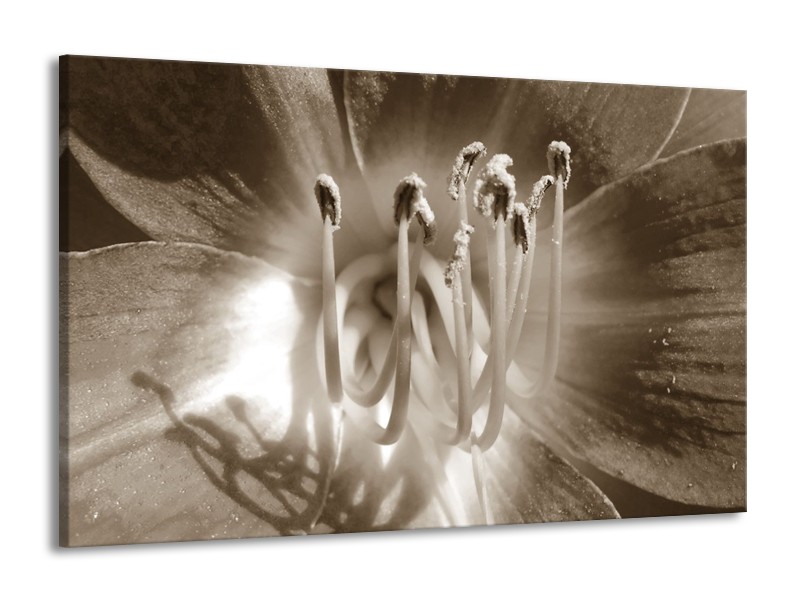 Glasschilderij Bloem | Sepia | 140x90cm 1Luik