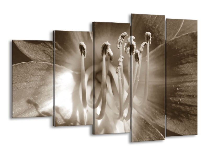 Canvas Schilderij Bloem | Sepia | 150x100cm 5Luik