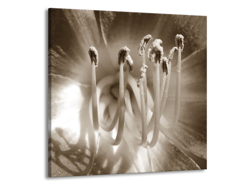 Canvas Schilderij Bloem | Sepia | 50x50cm 1Luik