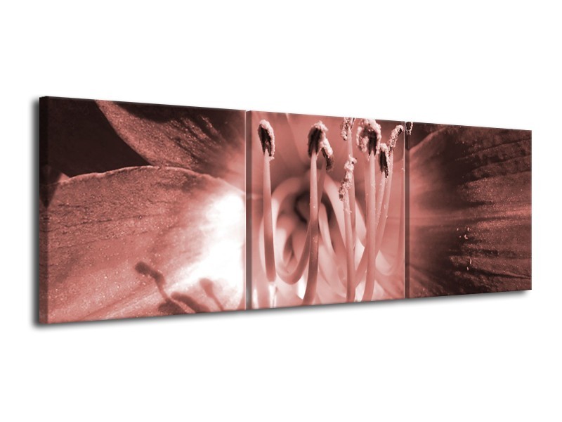 Glasschilderij Bloem | Bruin, Rood | 120x40cm 3Luik